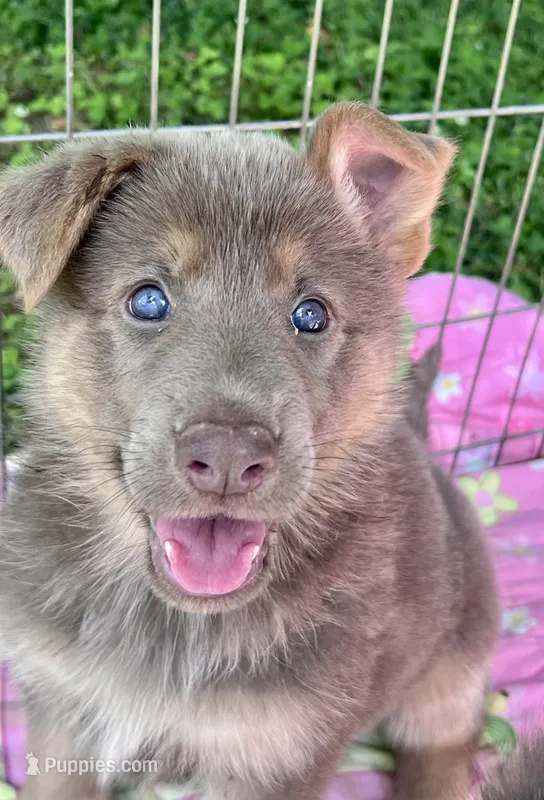Tiramisu  – German Shepherd Dog puppy for sale in Ringgold, GA