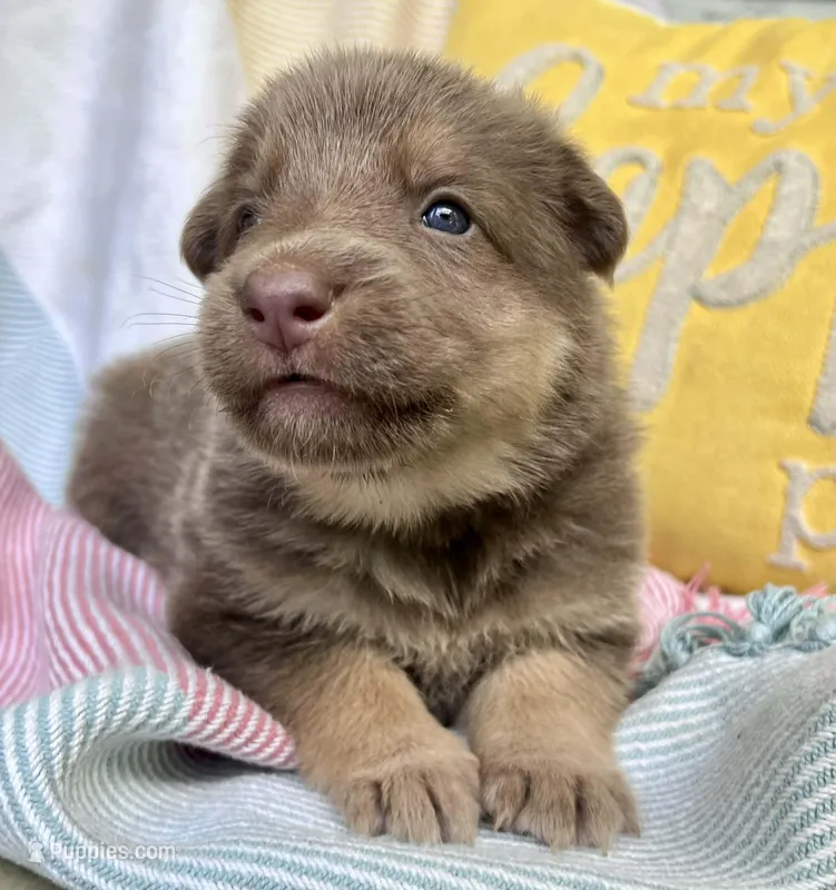 Strawberry, a female German Shepherd Dog for sale in Ringgold, GA – Photo 1 of 1