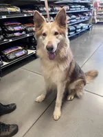 Oppa panda GSD, a male German Shepherd Dog for sale in Ringgold, GA – 4 of 5