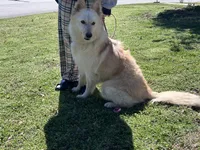 Toph, a female German Shepherd Dog for sale in Ringgold, GA – 3 of 3