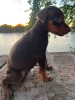 Doberman European, a male Doberman Pinscher for sale in Escondido, CA – 3 of 6