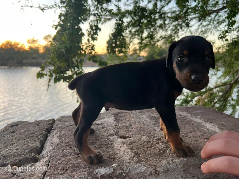 Doberman European – Doberman Pinscher puppy for sale in Escondido, CA