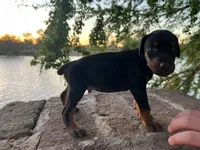 Doberman European, a male Doberman Pinscher for sale in Escondido, CA – 1 of 6