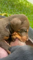 Doberman European, a male Doberman Pinscher for sale in Escondido, CA – 6 of 6