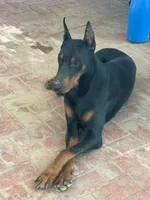 Doberman European, a male Doberman Pinscher for sale in Escondido, CA – 4 of 6
