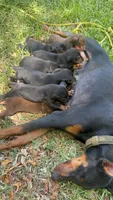 Doberman European, a male Doberman Pinscher for sale in Escondido, CA – 5 of 6