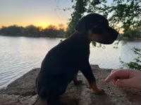 Doberman European, a male Doberman Pinscher for sale in Escondido, CA – 2 of 6