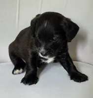 Little Black Male, a male Cavalier King Charles Spaniel and Yorkshire Terrier for sale in Cadillac, MI – 2 of 5