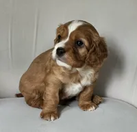 Little Big Dude, a male Cavalier King Charles Spaniel for sale in Cadillac, MI – 5 of 5