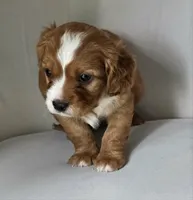 Little Big Dude, a male Cavalier King Charles Spaniel for sale in Cadillac, MI – 3 of 5