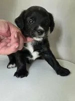 Little Black Male, a male Cavalier King Charles Spaniel and Yorkshire Terrier for sale in Cadillac, MI – 4 of 5