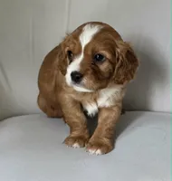 Little Big Dude, a male Cavalier King Charles Spaniel for sale in Cadillac, MI – 2 of 5