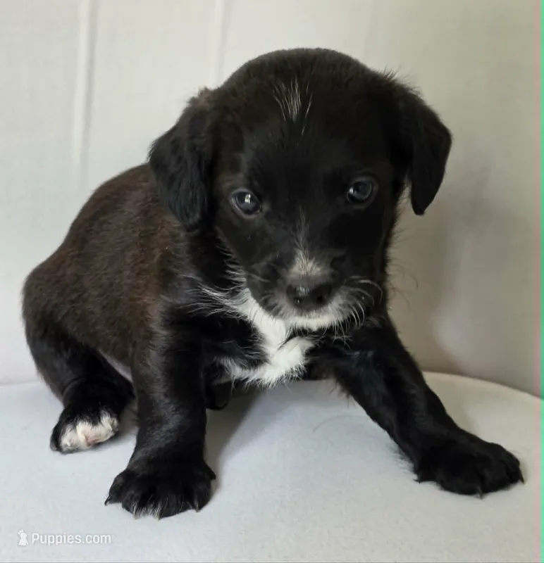 Little Black Male – Cavalier King Charles Spaniel, Yorkshire Terrier puppy for sale in Cadillac, MI