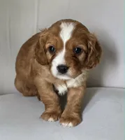Little Big Dude, a male Cavalier King Charles Spaniel for sale in Cadillac, MI – 1 of 5