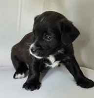 Little Black Male, a male Cavalier King Charles Spaniel and Yorkshire Terrier for sale in Cadillac, MI – 3 of 5