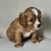 Little Big Dude, a male Cavalier King Charles Spaniel for sale in Cadillac, MI – 4 of 5