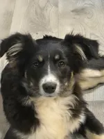 Elsa, a female Miniature Australian Shepherd for sale in Jurupa Valley, CA – 3 of 3