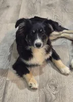 Elsa, a female Miniature Australian Shepherd for sale in Jurupa Valley, CA – 2 of 3
