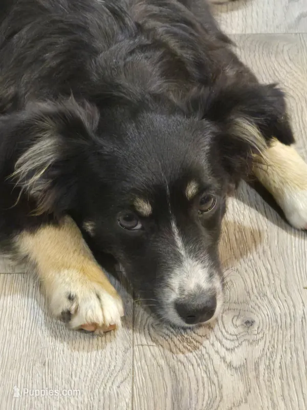 Elsa – Miniature Australian Shepherd puppy for sale in Jurupa Valley, CA