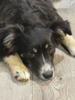 Elsa, a female Miniature Australian Shepherd for sale in Jurupa Valley, CA – 1 of 3