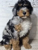 Marbella Blue Eye Cutie , a female Poodle - Multi-Colored Standard for sale in Austin, TX – 7 of 8