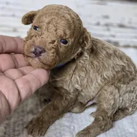 SAGE- Micro Mini, a male Goldendoodle and Miniature Goldendoodle for sale in Austin, TX – Photo 7 of 7