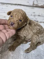 SAGE- Micro Mini, a male Goldendoodle and Miniature Goldendoodle for sale in Austin, TX – Photo 7 of 7