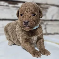 SAGE- Micro Mini, a male Goldendoodle and Miniature Goldendoodle for sale in Austin, TX – Photo 4 of 7