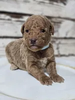 SAGE- Micro Mini, a male Goldendoodle and Miniature Goldendoodle for sale in Austin, TX – Photo 4 of 7