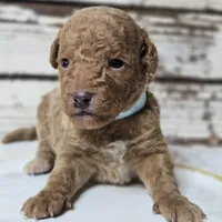 SAGE- Micro Mini, a male Goldendoodle and Miniature Goldendoodle for sale in Austin, TX – Photo 2 of 7
