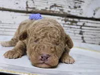 SAGE- Micro Mini, a male Miniature Goldendoodle for sale in Elgin, TX – Photo 4 of 9