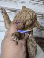 SAGE- Micro Mini, a male Miniature Goldendoodle for sale in Elgin, TX – Photo 7 of 9