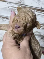 SAGE- Micro Mini, a male Miniature Goldendoodle for sale in Elgin, TX – Photo 3 of 9