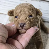 SAGE- Micro Mini, a male Goldendoodle and Miniature Goldendoodle for sale in Austin, TX – Photo 6 of 7