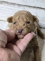 SAGE- Micro Mini, a male Goldendoodle and Miniature Goldendoodle for sale in Austin, TX – Photo 6 of 7