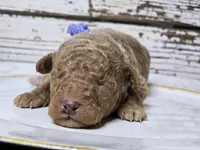 SAGE- Micro Mini, a male Miniature Goldendoodle for sale in Elgin, TX – Photo 2 of 9