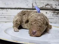 SAGE- Micro Mini, a male Miniature Goldendoodle for sale in Elgin, TX – Photo 6 of 9