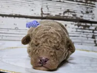 SAGE- Micro Mini, a male Miniature Goldendoodle for sale in Elgin, TX – Photo 5 of 9