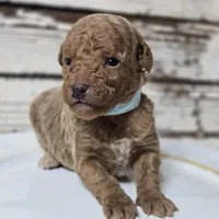 SAGE- Micro Mini, a male Goldendoodle and Miniature Goldendoodle for sale in Austin, TX – Photo 5 of 7