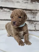 SAGE- Micro Mini, a male Goldendoodle and Miniature Goldendoodle for sale in Austin, TX – Photo 5 of 7