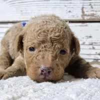 SAGE- Micro Mini, a male Goldendoodle and Miniature Goldendoodle for sale in Austin, TX – Photo 1 of 7