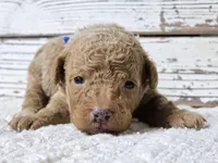 SAGE- Micro Mini, a male Goldendoodle and Miniature Goldendoodle for sale in Austin, TX – Photo 1 of 7