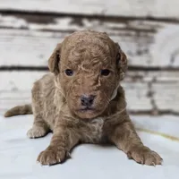 SAGE- Micro Mini, a male Goldendoodle and Miniature Goldendoodle for sale in Austin, TX – Photo 3 of 7