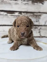 SAGE- Micro Mini, a male Goldendoodle and Miniature Goldendoodle for sale in Austin, TX – Photo 3 of 7