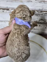 SAGE- Micro Mini, a male Miniature Goldendoodle for sale in Elgin, TX – Photo 9 of 9