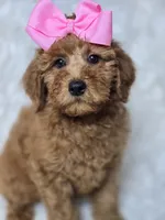 Lilly -Mini , a female Miniature Goldendoodle for sale in Austin, TX – 5 of 6