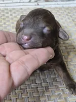 Whiskey TINY TOY BERNEDOODLE , a male Miniature Bernedoodle for sale in Austin, TX – 7 of 9