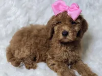 Lilly -Mini , a female Miniature Goldendoodle for sale in Austin, TX – 4 of 6