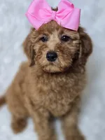 Lilly -Mini , a female Miniature Goldendoodle for sale in Austin, TX – 2 of 6