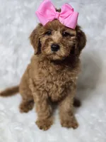 Lilly -Mini , a female Miniature Goldendoodle for sale in Austin, TX – 3 of 6